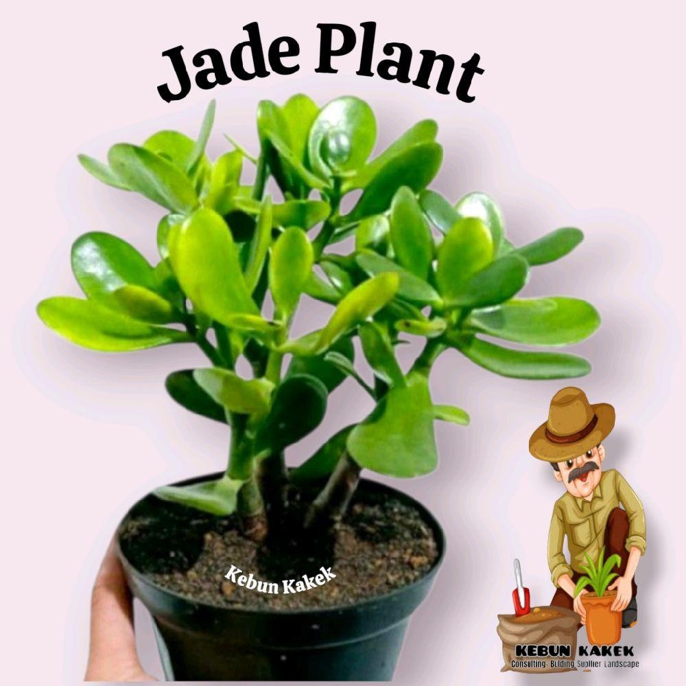 Tanaman Hias Jade Plant / Tanaman Hias Hidup Jade Plant / Tanaman Jade Plant