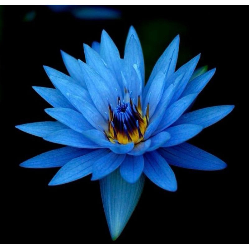 (promo) TANAMAN HIAS WIJAYA KUSAMA BLUE BIRU - BUNGA HIAS WIJAYA KUSUMA - WIJAYA KUSUMA BUNGA GANTUN