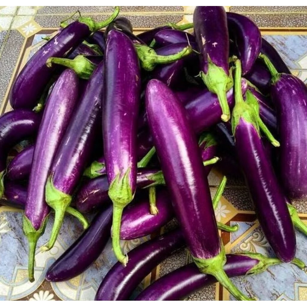 Bibit Terong Ungu Antaboga 50 Benih Unggul Super