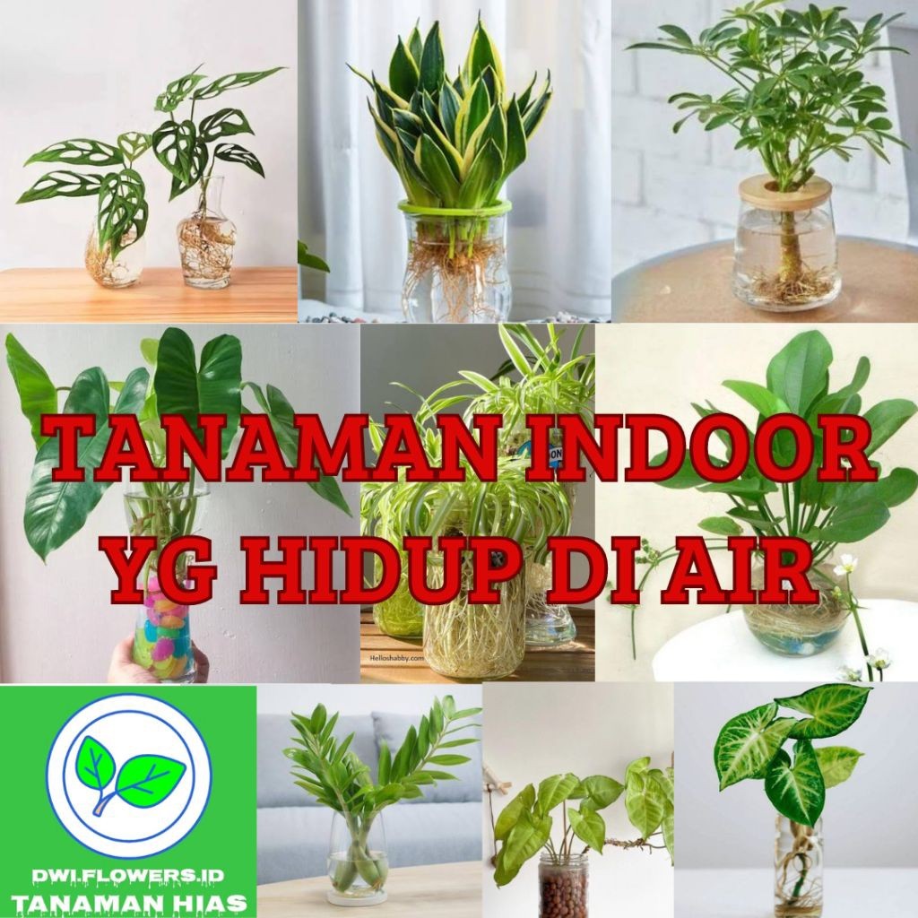( BISA COD ) PAKET LENGKAP Tanaman Hias Air + Vas Kaca Set Free Batu Hias Aesthetic Hiasan Meja Tana