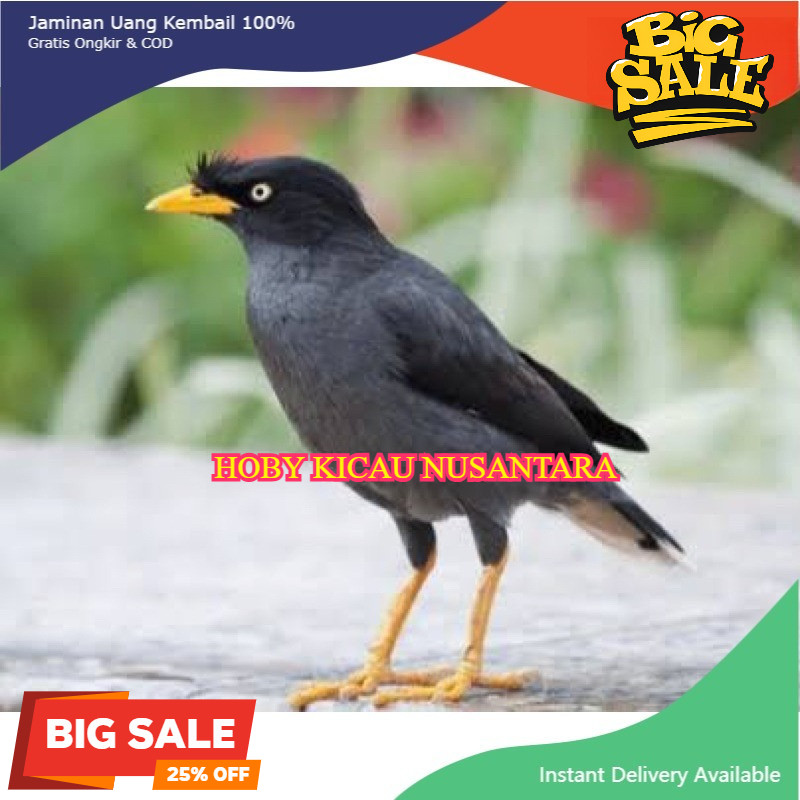 burung gacoran pilihan rawatan jalak kebo