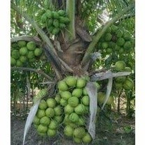 A1 BIBIT KELAPA Hibrida GENJAH ENTOK / BIBIT KELAPA HIBRIDA GENJAH ENTOK 3 -4 tahun berbuah
