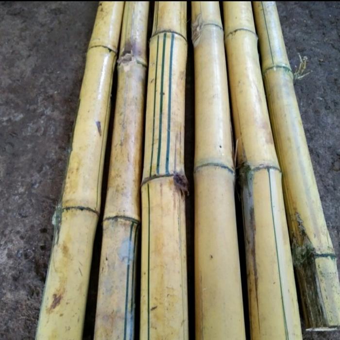 batang bambu kuning diameter besar