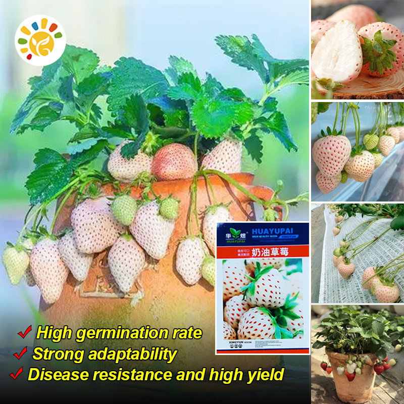 Bibit Strawberry Putih Super Manis Asli (100 Biji) Bibit Strawberry Putih Krim Hasil Tinggi