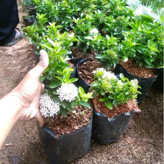 Tanaman soka jambon bunga putih - Bunga soka jambon - tanaman bunga soka - tanaman asoka