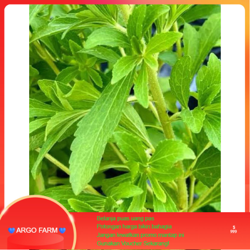 AF443 Benih stevia pemanis alami