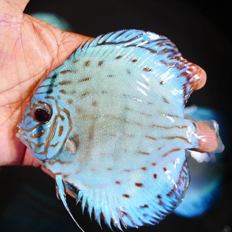 Ikan Discus Blue Cobalt 3 inch | Kualitas Premium
