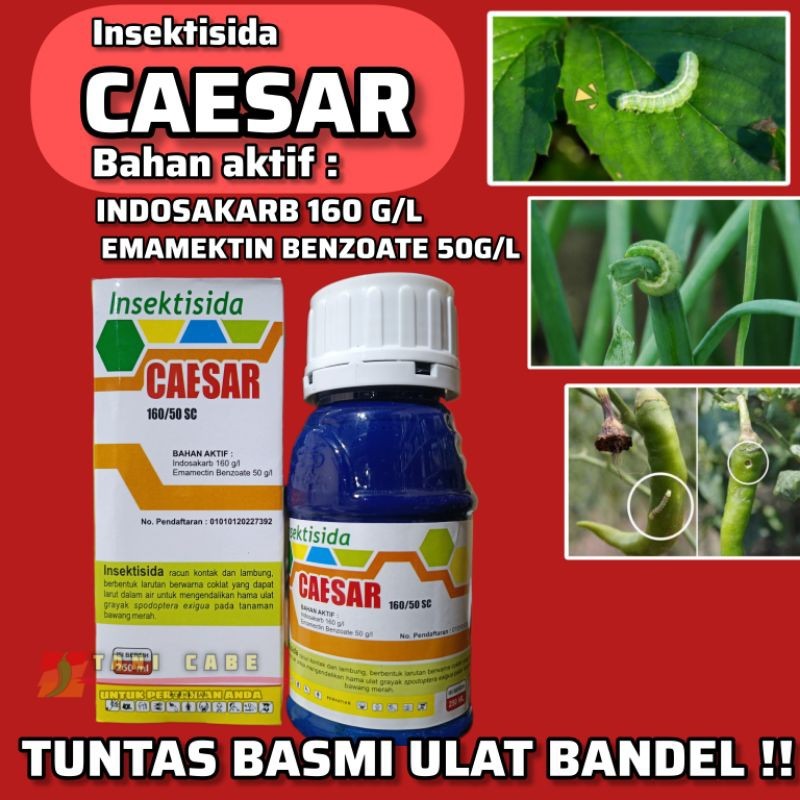INSEKTISIDA CAESAR 210 SC(INDOSAKARB +EMAMEKTIN)HAMA ULAT BAWANG BANDEL