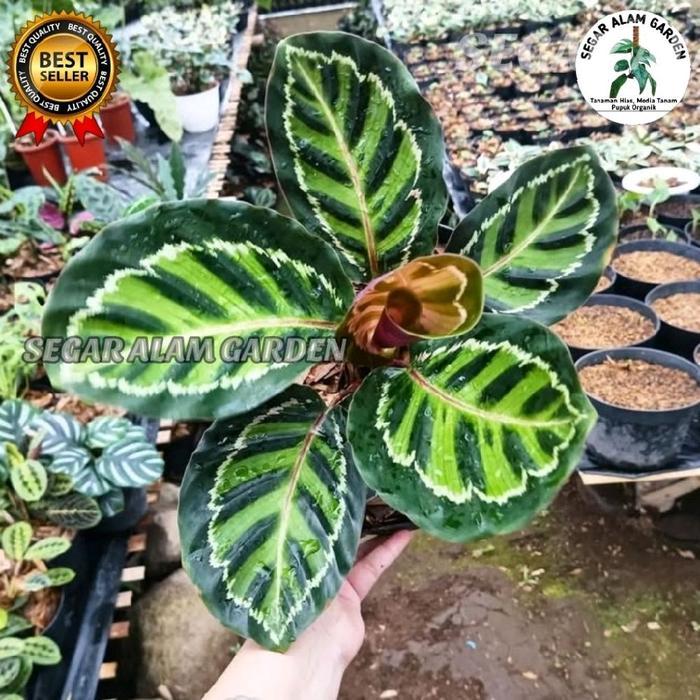 Tanaman Hias Calathea Linden - Calathea Linden