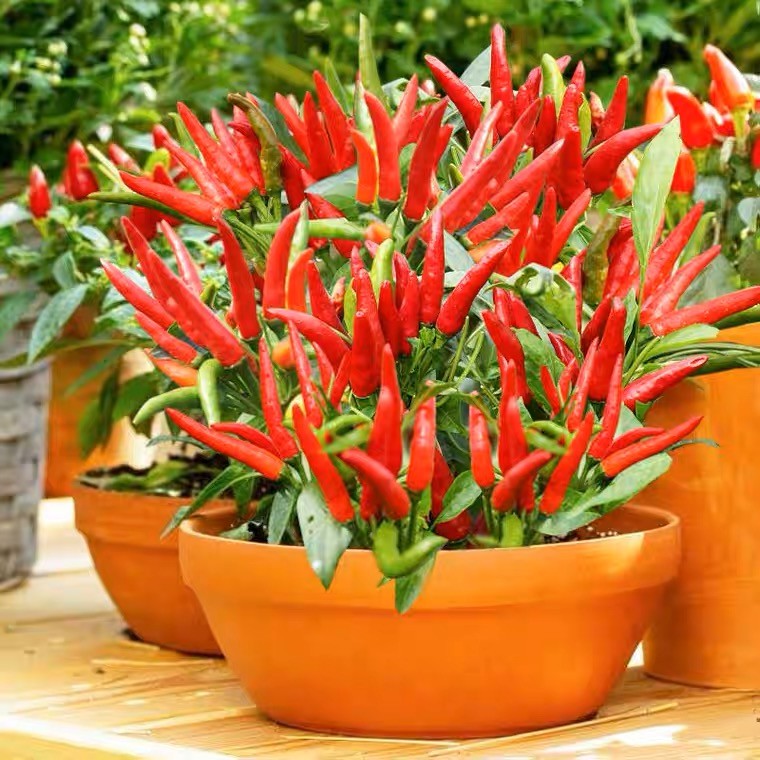 M&A PHC (500 Seeds) Siling Labuyo Red Hot Pepper Taiwan Chili Red Seeds