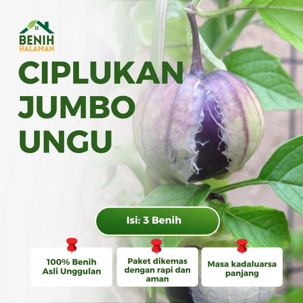 3 Benih Ciplukan Jumbo Ungu Tomatillo De Milpa Tanaman Buah