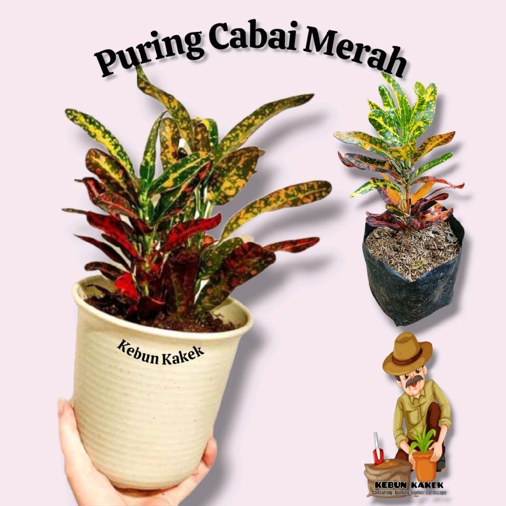 Puring Cabai Merah / Tanaman Hias Puring Cabai / Bibit Pohon Puring Cabai merah