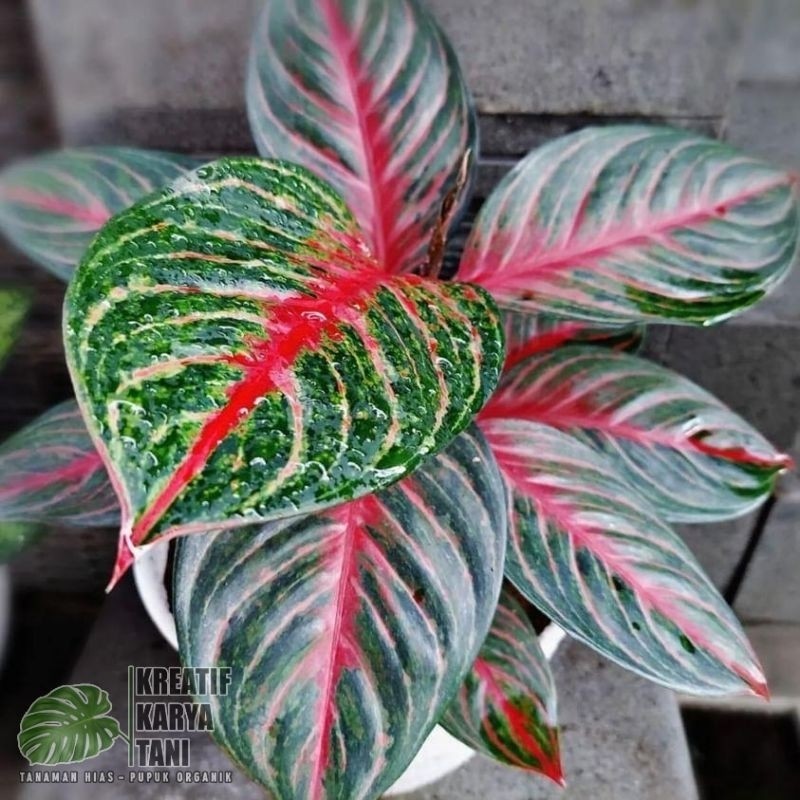 Tanaman hias aglonema red borju - Aglonema red borju