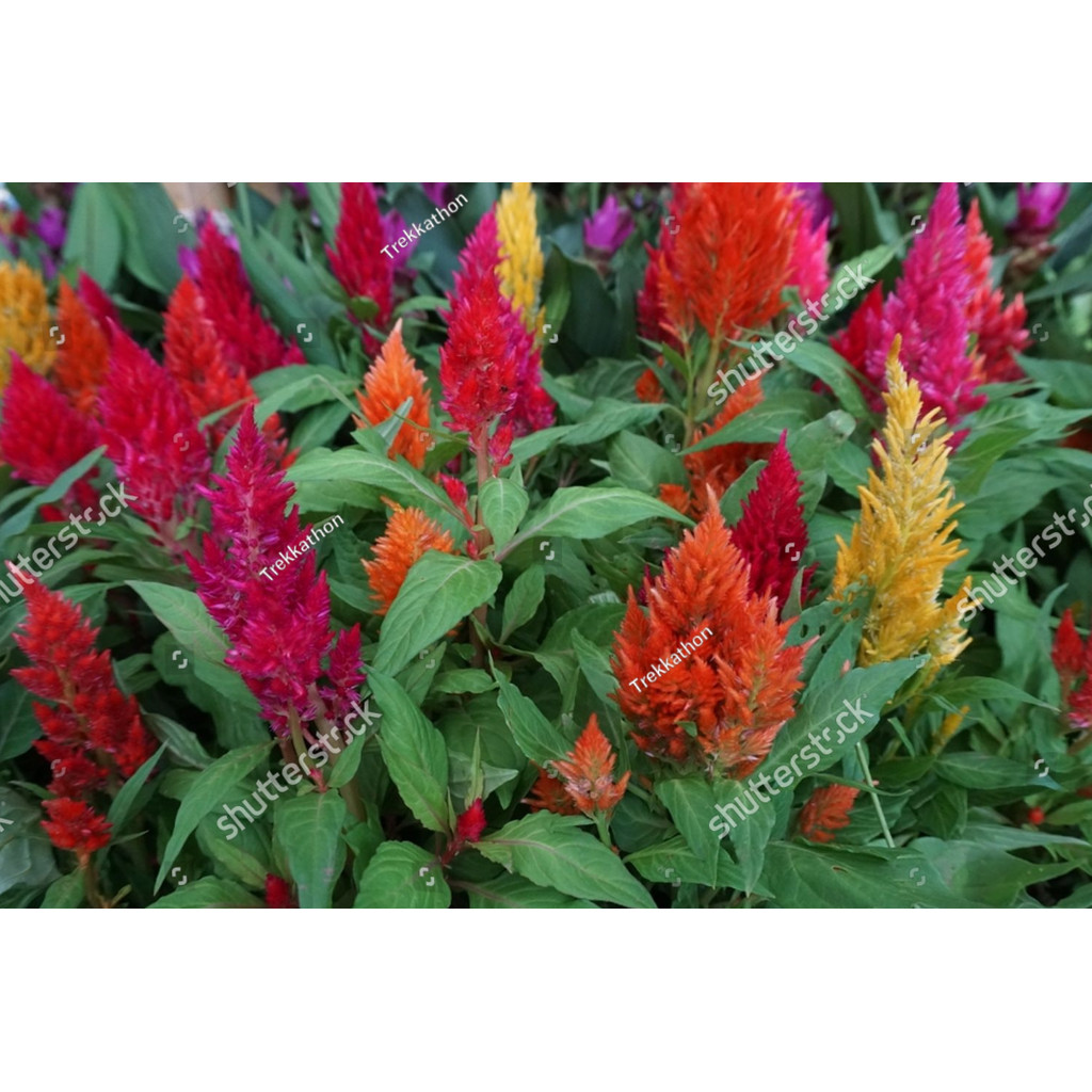 MDN bibit Biji Benih Bunga Celosia