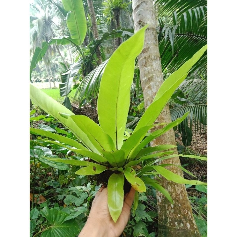 kadaka hutan/kadaka pohon/kadaka super