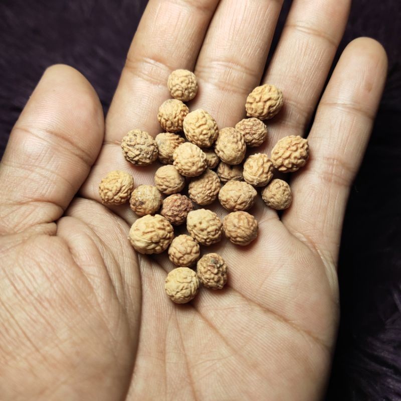 Benih [Per 1 Biji] Bidara Arab / Sidr Asli | Biji Bidara | hs-ppp