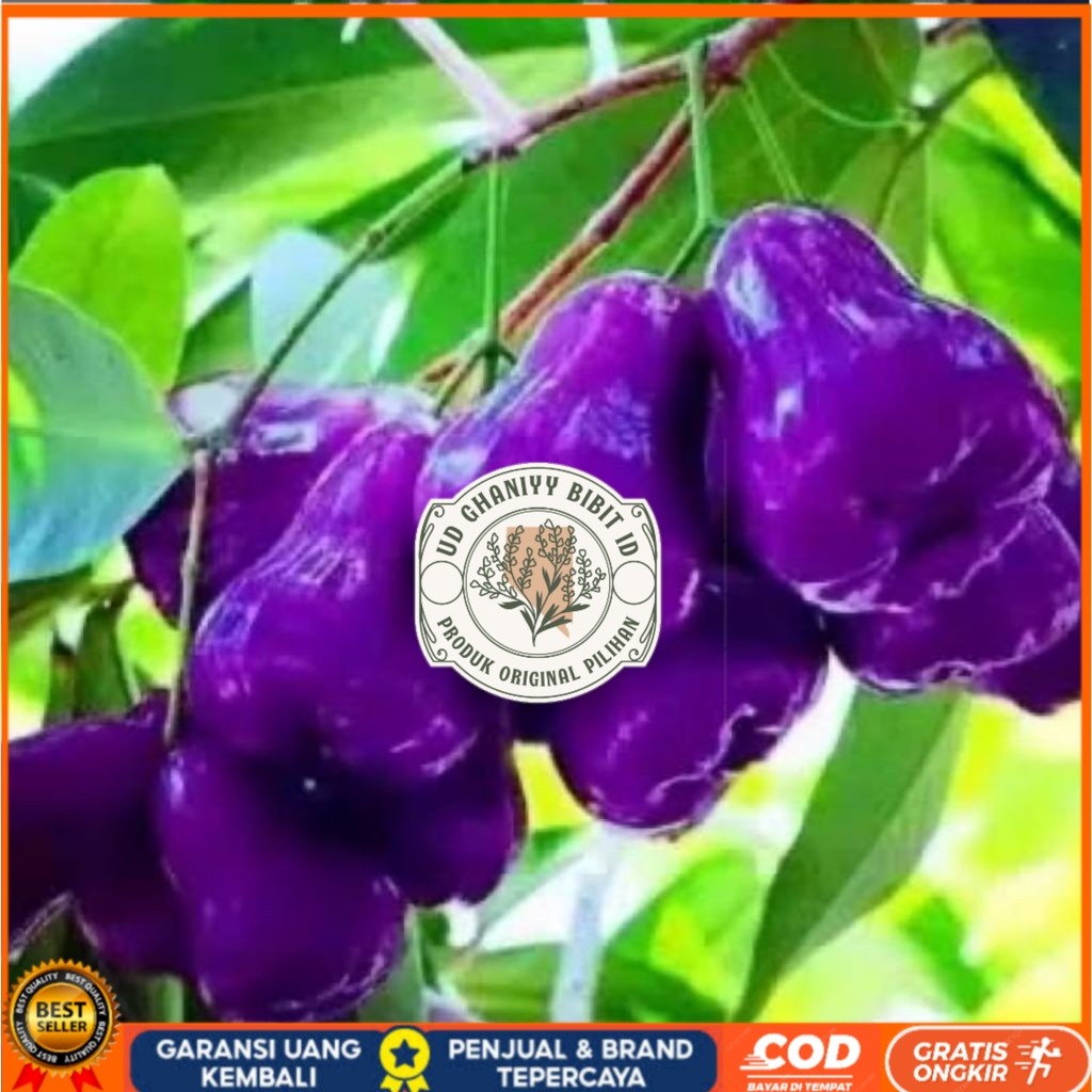 Bibit Jambu Citra Ungu Hasil Okulasi | Jambu Air Ungu UD GHANIYY BIBIT ID
