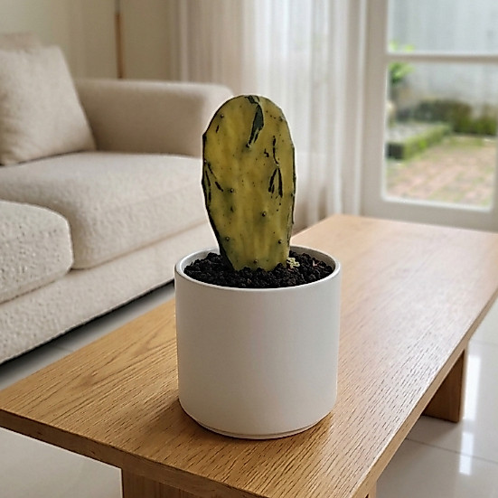 Opuntia Cochenillifera Variegated | Kaktus Nopal Variegata (Opuntia cochenillifera) | Tanaman Hias K