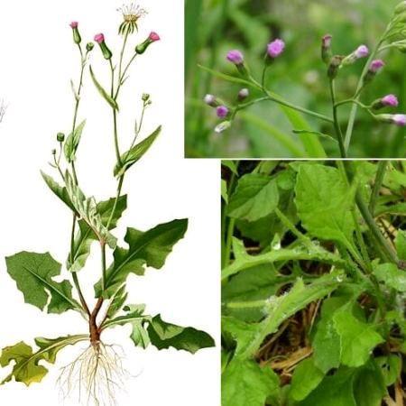 LALAPAN JONGHE, fresh langsung petik hanya jika ada pesanan saja. - 250gr