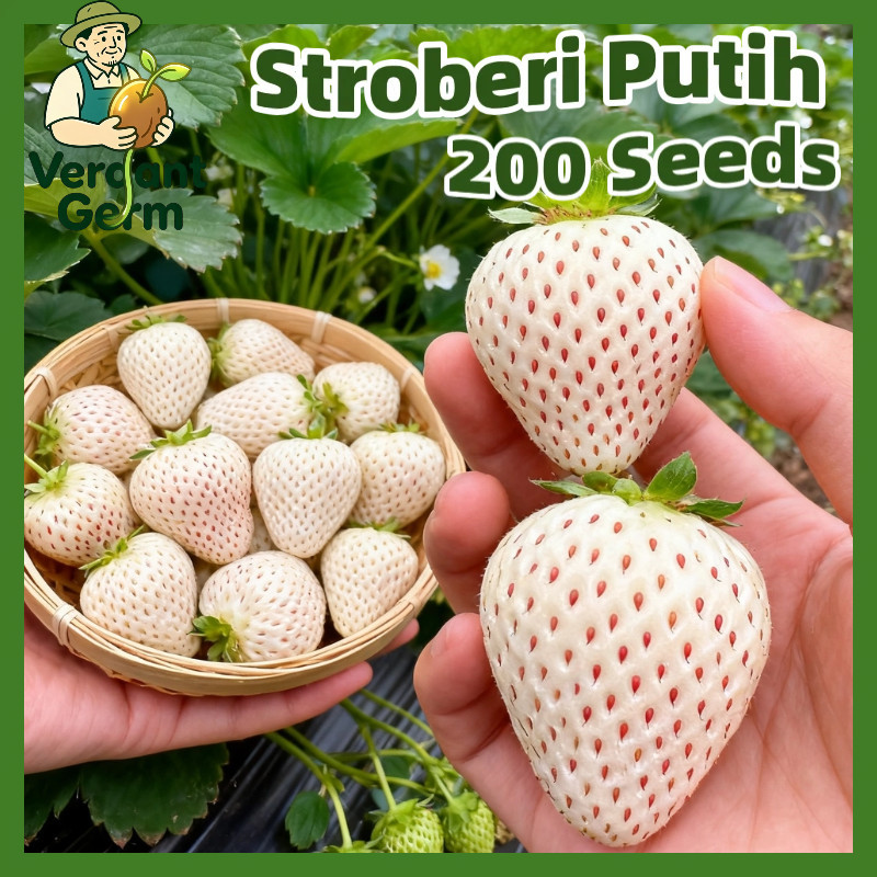 200 Biji Benih Stroberi Putih Bibit Pohon Buah Stroberi Benih Stroberi Segar Jumbo Manis White Straw