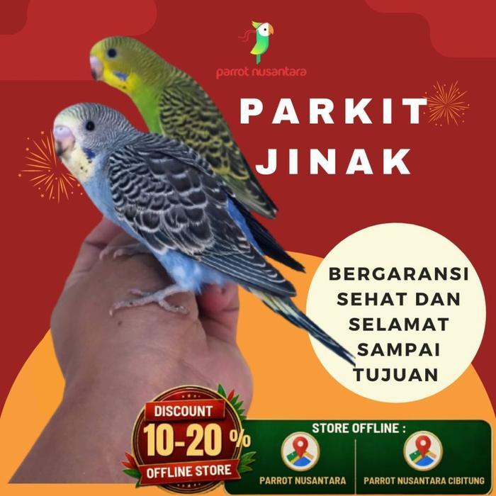 burung parkit jinak sehat