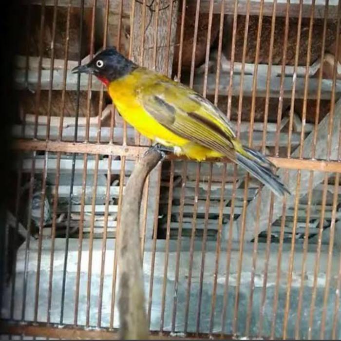 Cappybarashop burung kutilang emas