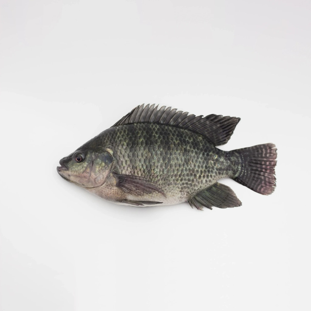 Ikan Nila Segar/Segar Dari Pasar Induk Langsung