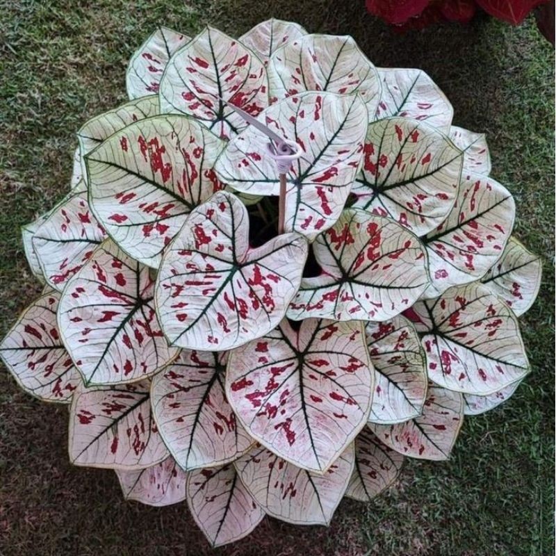 bibit bonggol tanaman hias keladi white Thailand