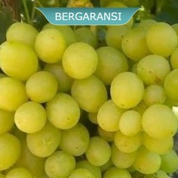 Bibit anggur autumn crispy - CHETOZ