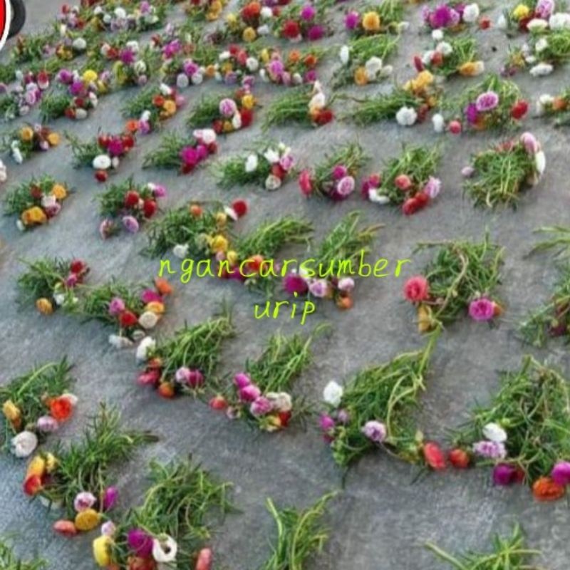 SALE PAKET KROKOT TUMPUK  stek batang Krokot murah mix warna lokal dan import