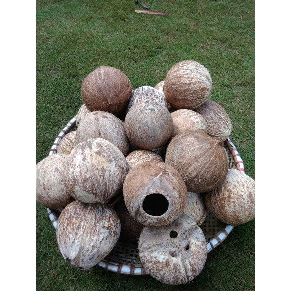 Promo Cumplung,Batok kelapa utuh, tempurung kelapa utuh Kualitas Super