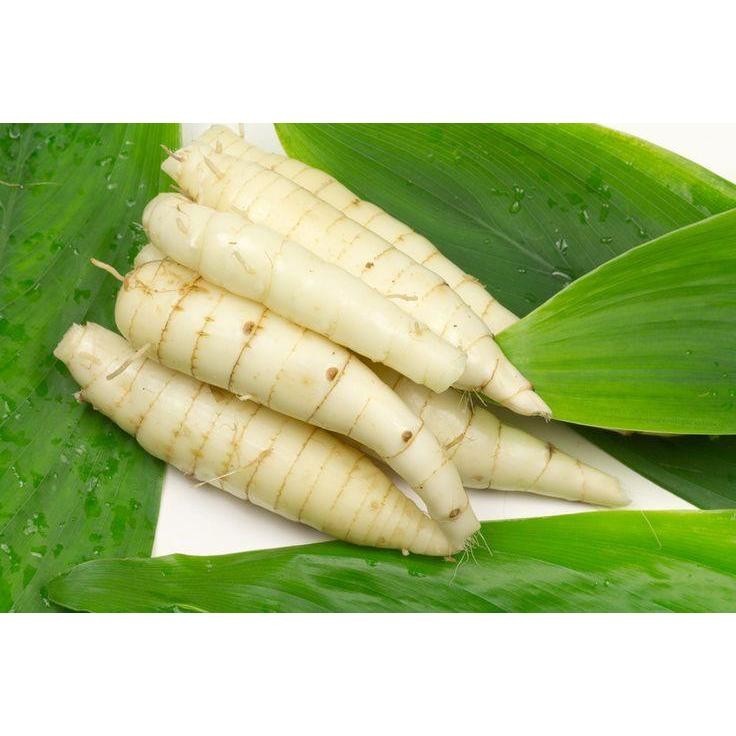 umbi garut 1kg/umbi terigu 1kg