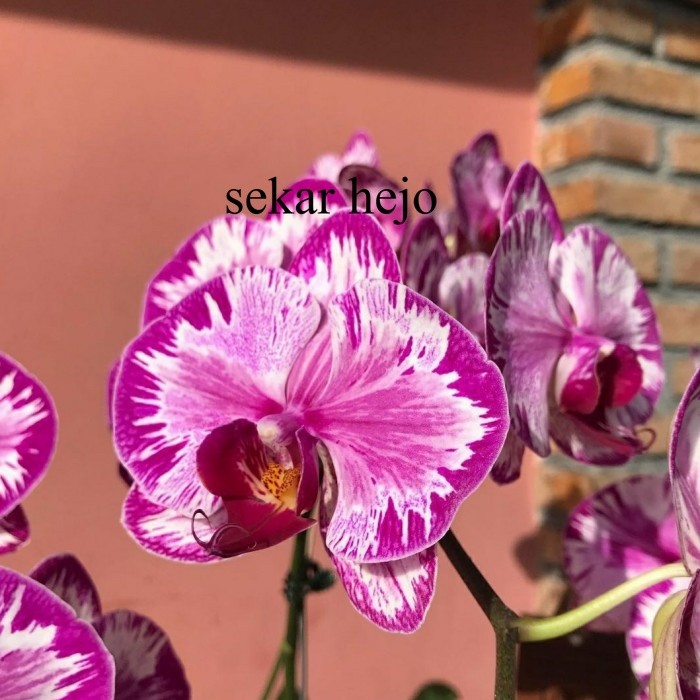 anggrek bulan dewasa ungu corak jumbo