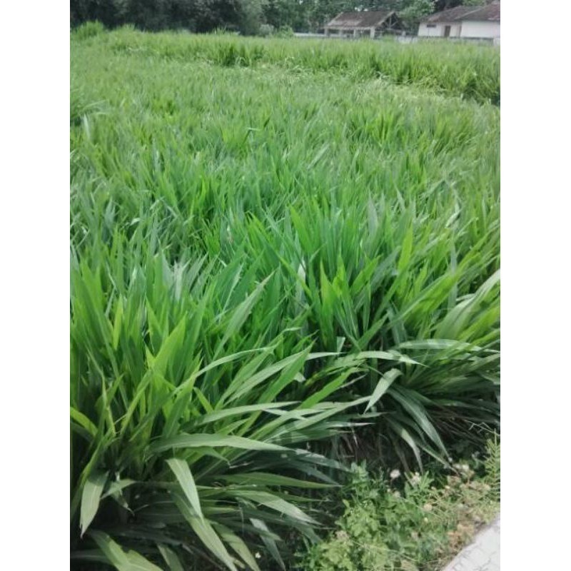 Promo bibit rumput odot kemasan 1kg kualitas super siap tanam buat pakan terbaik sapi