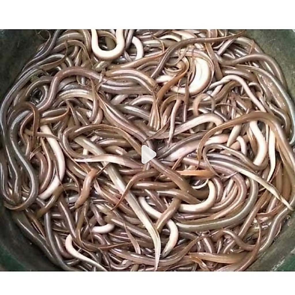 bibit belut berkualitas