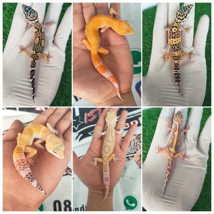 Terbaru Leopard Gecko Baby & Juve 2 - 8 bulan Random Murah Terbaik - 2-3bl