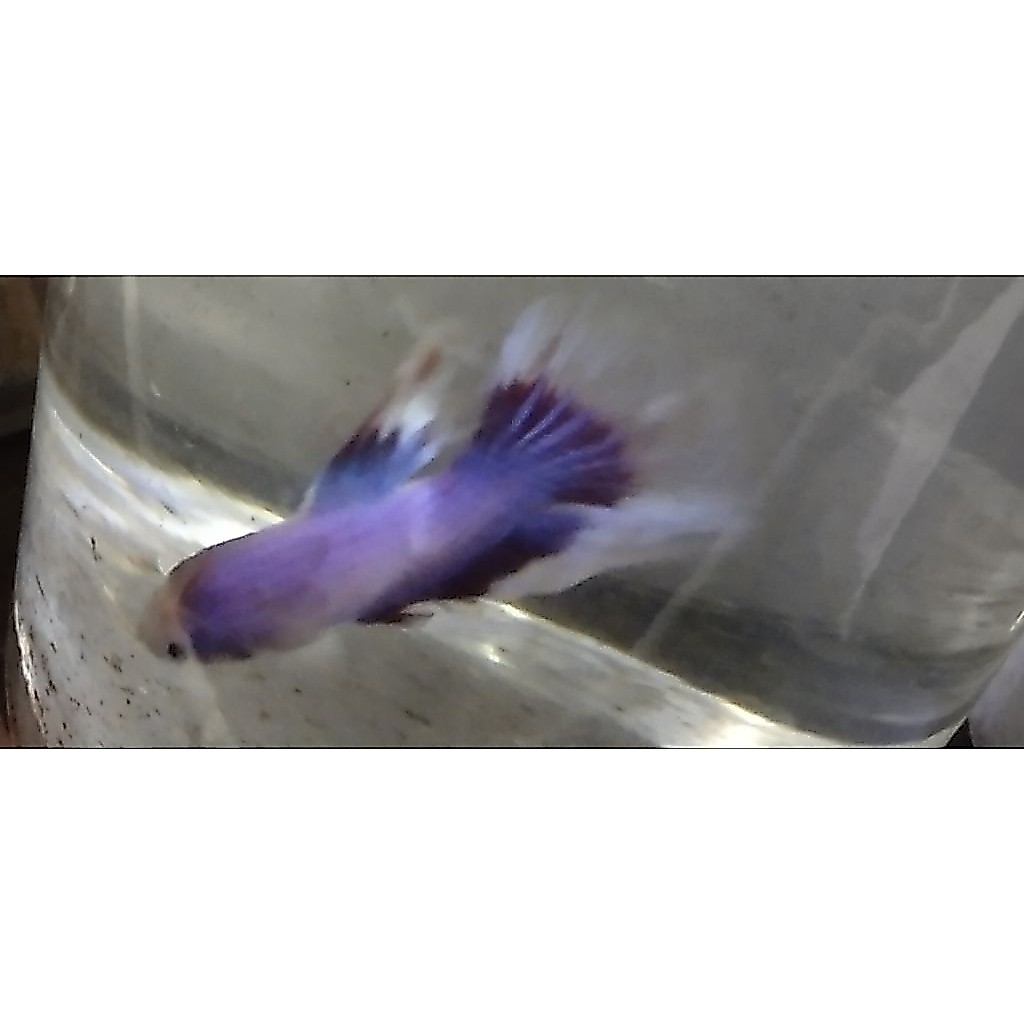 Cupang halfmoon