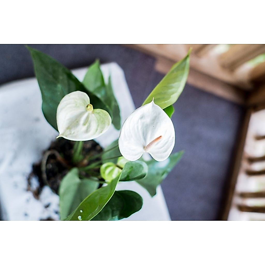 Anthurium bunga White Snow