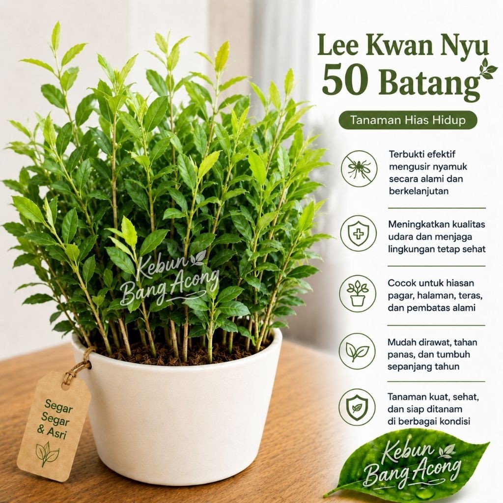 50 Batang Lee Kuan Yew Tanaman Hias Hidup Menjuntay Li Kuan Yu / Lee kwan yu