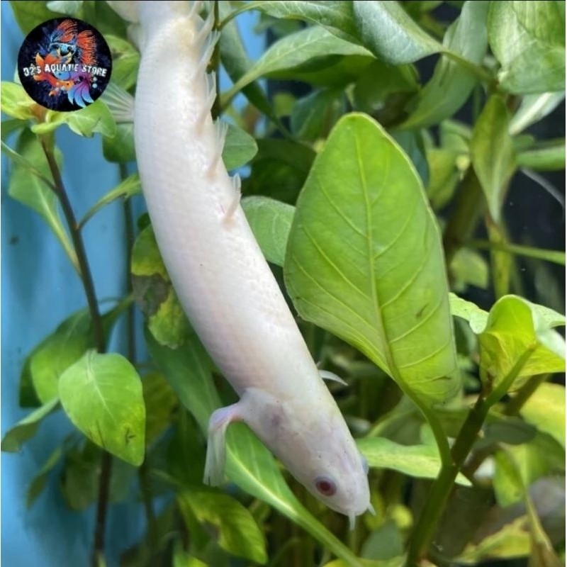 Hiasan Aquarium Palmas Albino / Polypterus Senegalus Albino / Ikan Naga