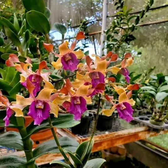 anggrek dendrobium remaja Gajayana anggrek dendrobium kriting