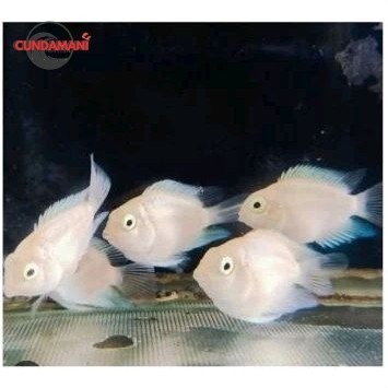 Ikan Hias Platinum Polar isi 3 Parrot cunda Sehat bagus