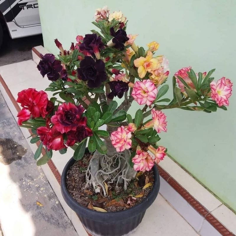 Adenium Kamboja / Adenium Kamboja Bunga Tumpuk / Adenium kamboja Jepang / Adenium kamboja 1000 Batan