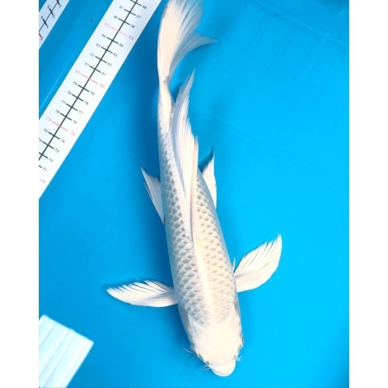KOI PLATINUM SLAYER A KUMPAI METALIK  SIZE 15-17cm UP INTINE Berkualitas