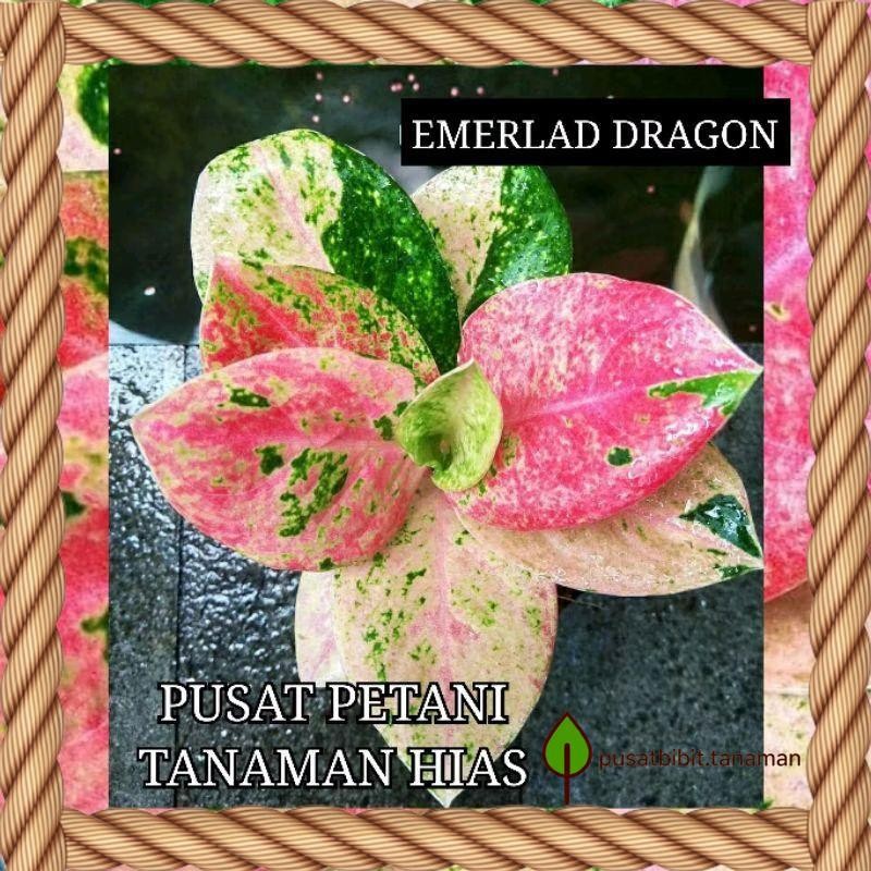 Bibit bonggol aglonema emerald dragon bibit aglonema murah