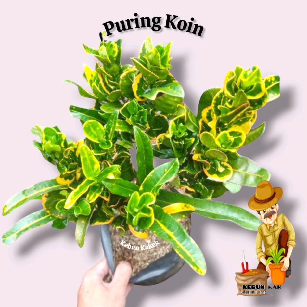 Puring Koin / Tanaman Hias Puring Koin / Tanaman Hias Hidup Puring / Pohon Puring Koin Pot