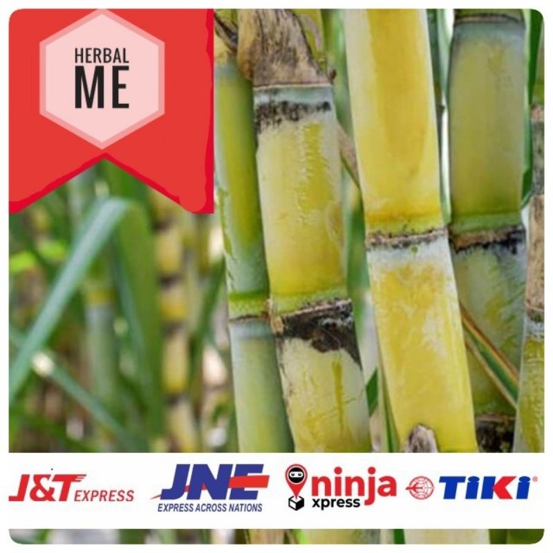 promo Tebu Kuning / Bibit Tebu Kuning / Tebu Kuning Manis / Stek Tebu Kuning / Bibit Tebu Kuning / T