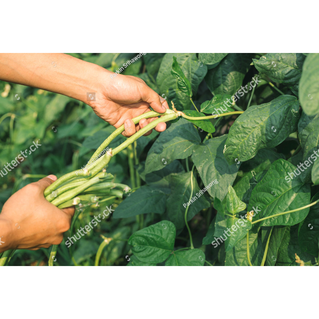 RBS Benih Bibit Kacang Panjang Unggul