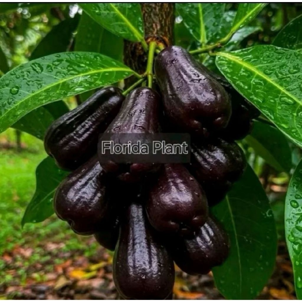 Bibit Jambu Air Mutiara Hitam Super