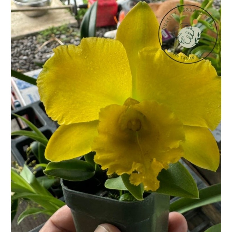 tanaman hias anggrek Cattleya delight // anggrek Cattleya cantik